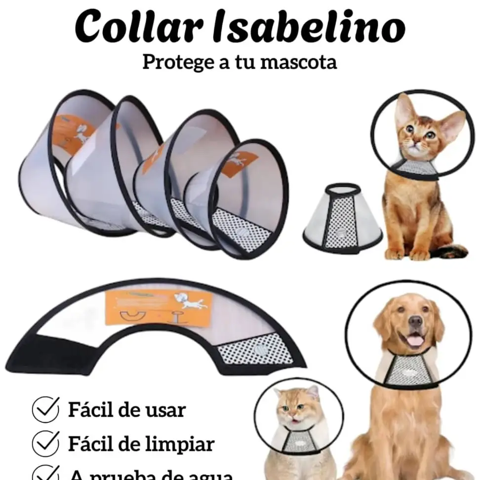 Collar isabelino's photo #1