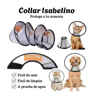 Collar isabelino miniatura 1