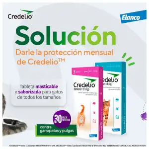 Credelio para gatos miniatura 3