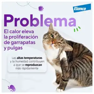 Credelio para gatos miniatura 2